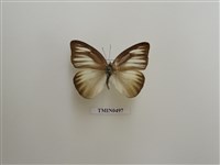 藏品(異色尖粉蝶)的圖片